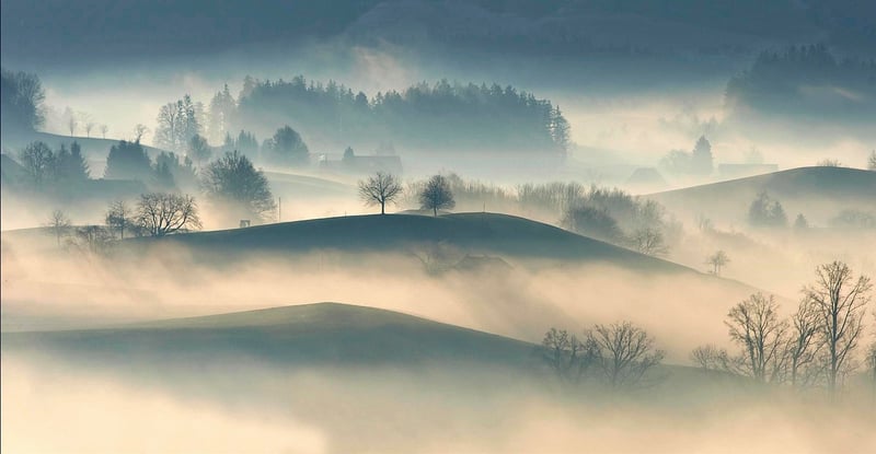 Foggy Forest
